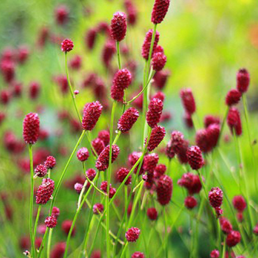 Wildflower Salad Burnet